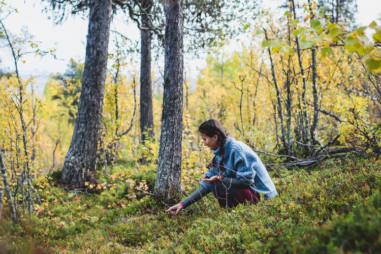En kvinna plockar blåbär i en skog. Foto: Mostphotos