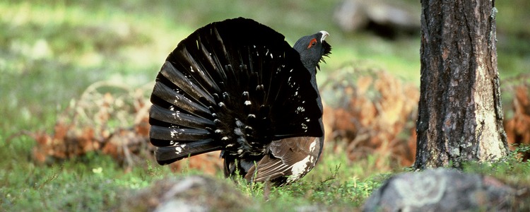 Tjädertupp. Foto: Kenneth Johansson