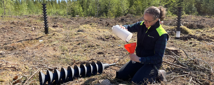Kerstin Ström tömmer en av Skogsstyrelsens övervakningsfällor. Foto: Anna Cederholm