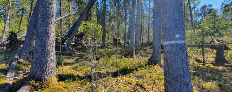 Biotopskydd där Skogsstyrelsen utfört åtgärder mot granbarkborre. Foto: Johanna Ehlin