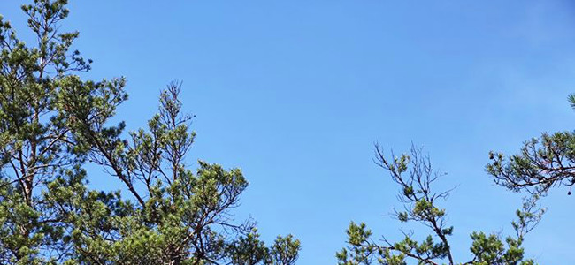 Skadade tallar på Gotland delvis orsakad av torkstress.  Foto: Patrik Karlsson