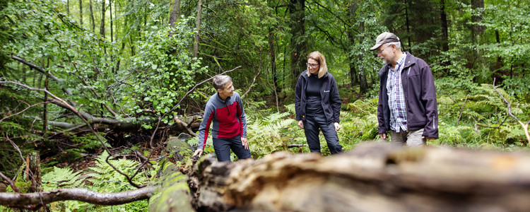 En skogskonsulent och två skogsägare tittar tillsammans på en låga i en bokskog. Ett fallet dött träd i skogen kallas låga.  Foto: Jenny Leyman