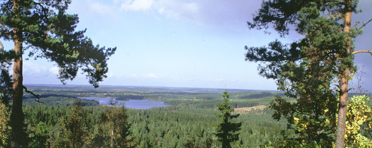 Utsikt över landskap med barrskog och sjö.