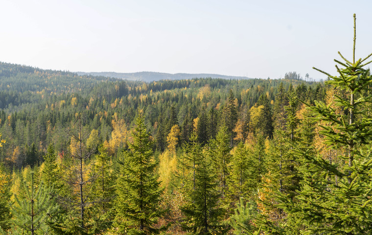 Autumn forest landscape. Foto: Åke Sjöström