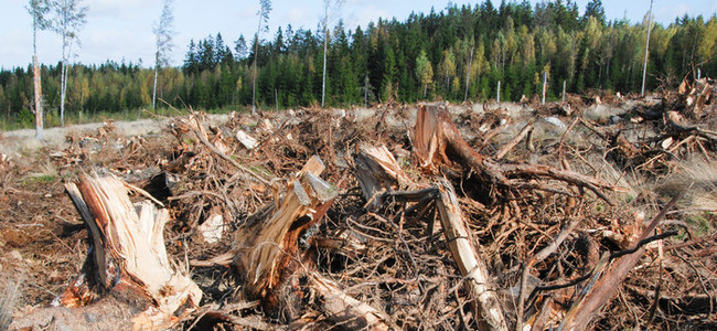 Stubbrytning.  Foto: Rikard Flyckt