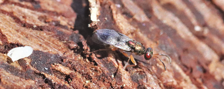 Parasitstekel