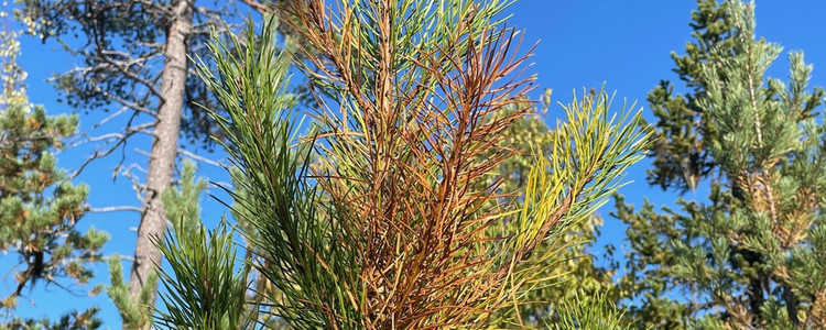 Tall angripen av diplodia. Foto: Nils Frank