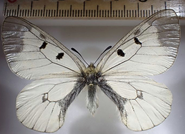 Mnemosynefjäril med genomskinlig vingspets.