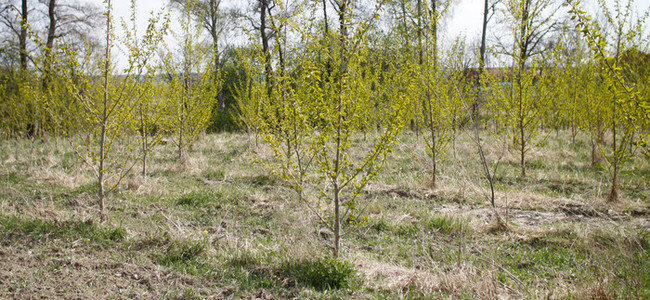 poppelplantering. Foto: Josefina Sköld