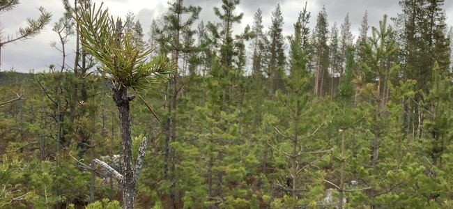 Älgbetad tallungskog vid Mörttjärnarna, Långå, Härjedalen. Foto: Maria Syrjälä