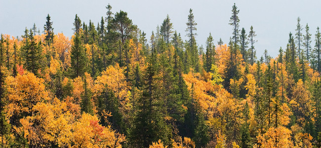 Blandskog med höstfärger. Foto: Lars Johansson mostphotos