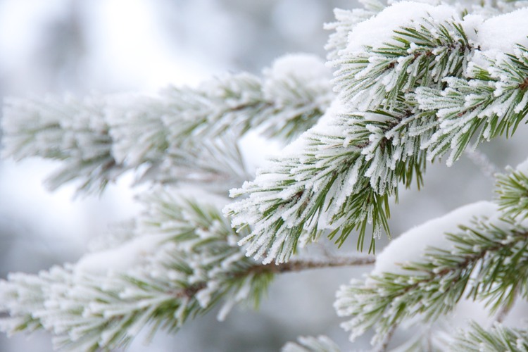 Grankvist med snö och rimfrost.