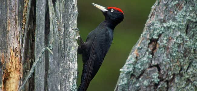 Spillkråka.  Foto: Kenneth Johansson