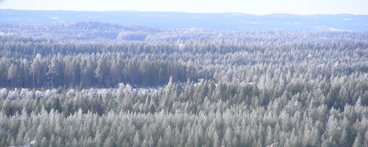 Landskapsbild över frosttäckt skog.  Foto: Åke Sjöström/Skogsstyrelsen