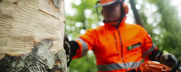 Närbild på person i arbetskläder som ringbarkat ett träd med motorssåg.
