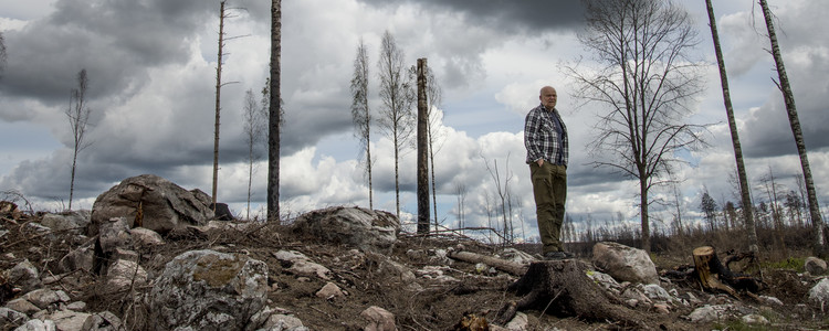 Efter skogsbranden i Västmanland 2014 . Foto: mostphotos