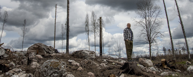 Efter skogsbranden i Västmanland 2014 . Foto: mostphotos