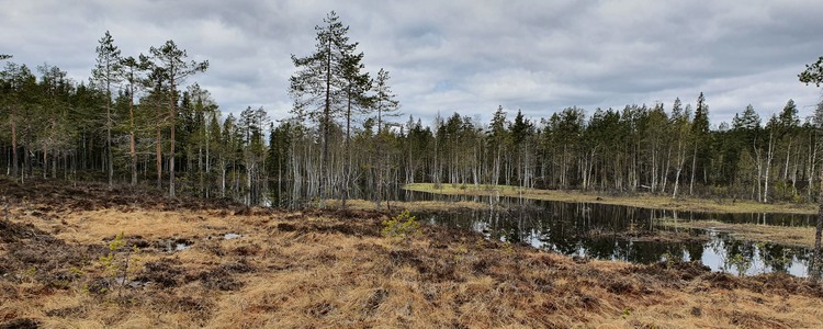 Vy över en våtmark, skog i bakgrunden. Foto: Tobias Eriksson