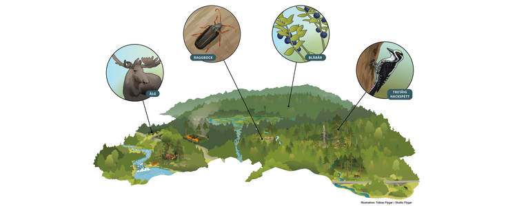 illustration skogliga ekosystem