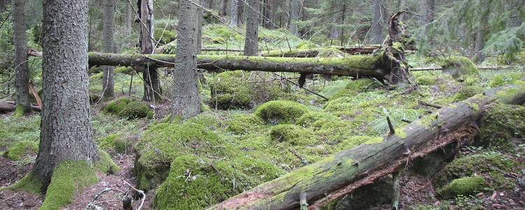 Granlågor i ett område med höga naturvärden. Foto: Mattias Sparf