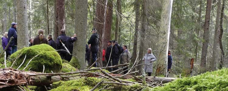 Skogsträff i med människor i mossig skog.