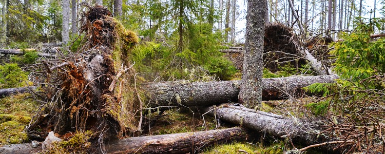 Stormfälld granskog i Medelpad. Foto: Emma Liljewall