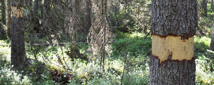 Ett ringbarkat träd på demonstrationsområdet om naturvårdande skötsel vid Hällfors, Byske. Foto: Göran Andersson, fd Skogsstyrelsen