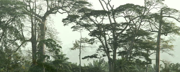 Tropical forest in Sierra Leone. Foto: Björn Merkell