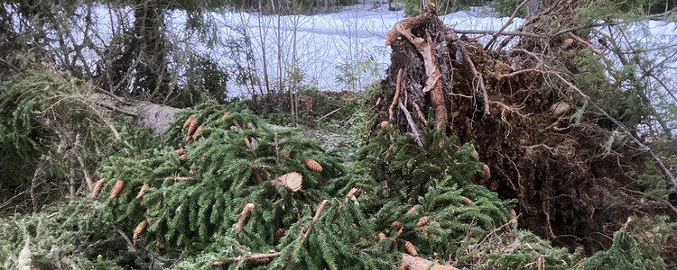 Bild på stormfälld granskog i Mo Järpen, Åre i Jämtland. Stormen passerade 17-18 januari 2025. Foto: Peter Newman 