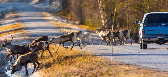 En bil har stannat då flera renar går över vägen. Foto: Robert Nyholm/MostPhotos