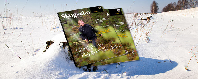 Skogseko i snö