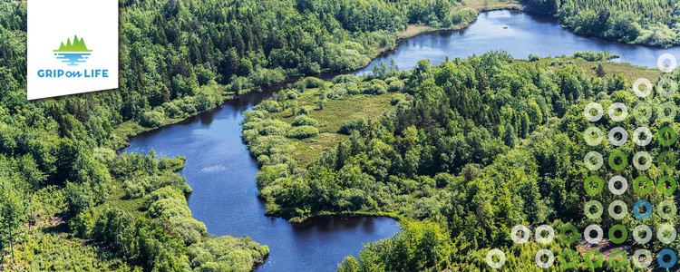 Flygfoto på en å som slingrar sig som ett blått band genom ett grönt skogslandskap. Foto: Hamperium.com