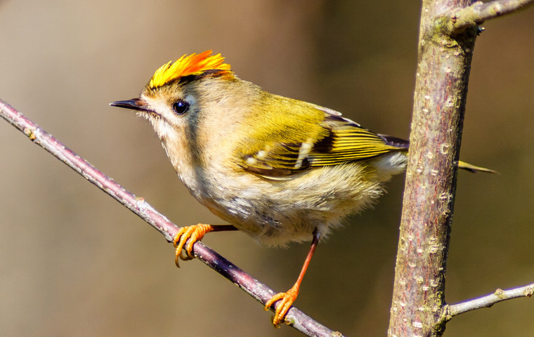Liten kungsfågel  i solsken. Foto: Mostphotos