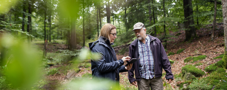 En skogskonsulent och en skogsägare tittar tillsammans på kartprogram (Field maps) i telefon omgivna av bokskog. Foto: Jenny Leyman
