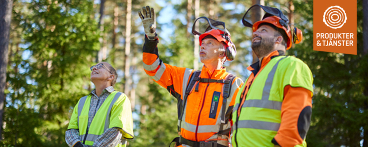 Tre personer i skyddskläder står i skogen och pratar och pekar upp mot trädtopparna. Foto: Patrik Svedberg