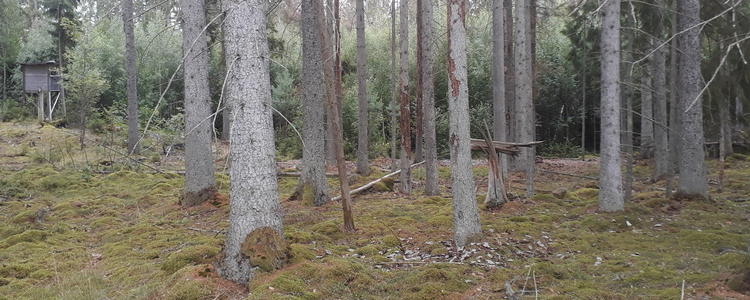 Två nyangripna granar till vänster med gnagmjöl runt stammen. Till höger lite äldre angrepp. Foto: Gunnar Isacsson