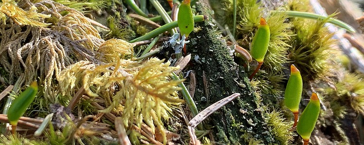 Grön sköldmossa och andra mossor på murken ved i naturvårdsavtal. Foto: Linda Vålberg