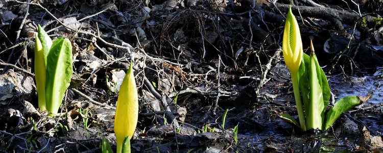 Den invasiva arten gul skunkkalla. Foto: Mostphotos