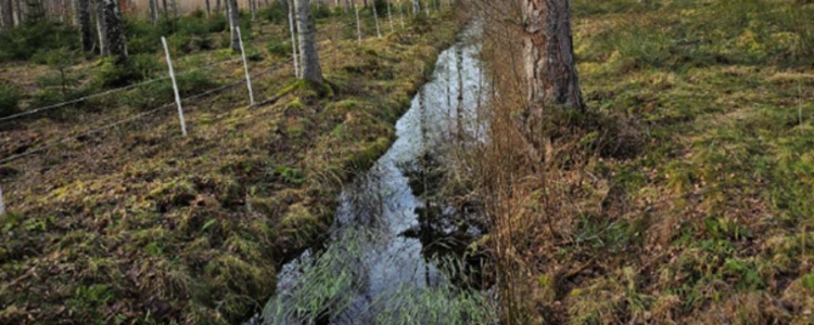 Linnehagakärret, Ire, Blekinge. Före restaurering/dikespluggning