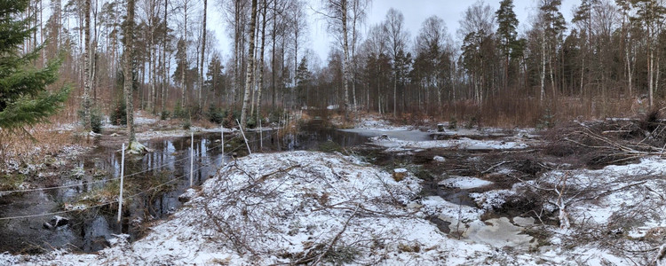 Vattennivån stiger på en våtmark efter restaurering.