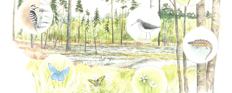 Illustration som visar våtmarkens olika ekosystemtjänster. Foto: Illustratör: Peter Larsson