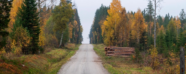 Skogsväg genom höstskog. Foto: Åke Sjöström