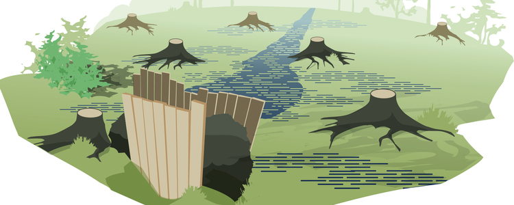 Illustration som visar när träden fälls och pluggningen gör att vattnet återkommer