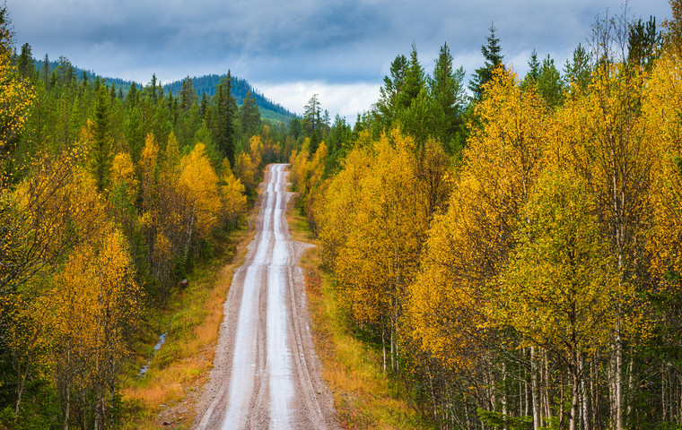 En rak skogsväg genom skog i höstfärger. Älvdalen, Dalarna. Foto: Mikael Svensson  / MostPhotos