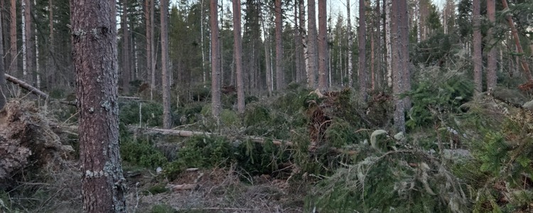 Skador efter stormen Johannes tagna i Sörböle, Västernorrlands län. Foto: Magnus Martinsson