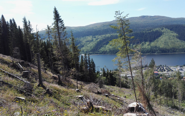 Bilden föreställer avverkning i brant erosionskänslig terräng med bostäder nedanför i Åre som kan påverkas vid ras från Åreskutan och ned i Åresjön. Foto: Anja Lomander