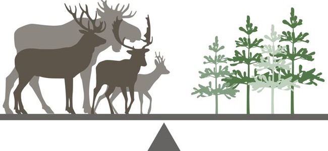 Illustration på en balansvåg med hjortdjur på vänster sida och tallar på höger sida. Det behöver finnas en balans mellan mängden foder och hjortdjur. Det är detta förhållande som till stor del avgör hur stora betesskadorna blir. Foto: David Svensson