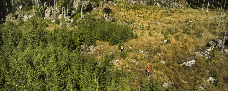 Drönarbild över skogsområde. Foto: Patrik Svedberg