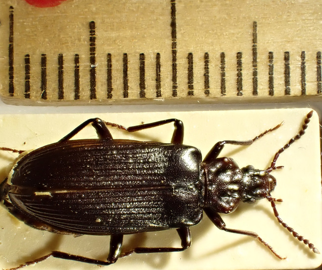 Bilden visar en fullvuxen Större barkplattbagge