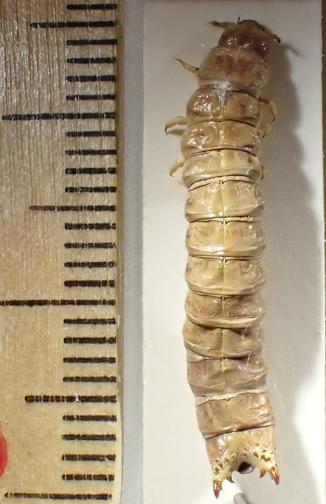 Larv av större barkplattbagge